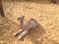 0300 auf dem Kamelmarkt in Al Ain