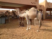 0301 auf dem Kamelmarkt in Al Ain
