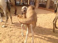 0303 auf dem Kamelmarkt in Al Ain