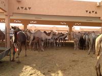 0304 auf dem Kamelmarkt in Al Ain