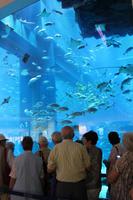 IMG_2931_Dubai Mall Aquarium