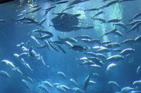 IMG_2933_Dubai Mall Aquarium