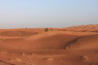 IMG_3040_Wüstensafari