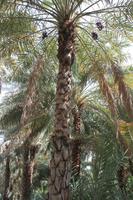 IMG_3267_Dattelpalmen-Oase Al Ain