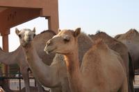 IMG_3268_Kamelmarkt Al Ain
