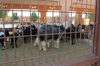 IMG_3278_Schafe auf dem Kamelmarkt Al Ain