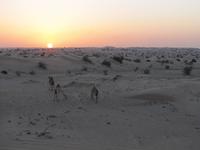 Jeepsafari in der Wüste