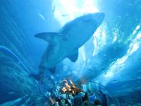 Aquarium in der Dubai Mall
