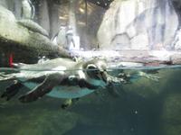 Aquarium in der Dubai Mall