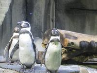 Aquarium in der Dubai Mall