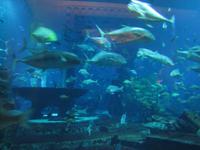 im Atlantishotel auf der Palmeninsel