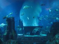 im Atlantishotel auf der Palmeninsel