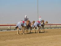 auf der Kamelrennbahn