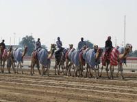 auf der Kamelrennbahn