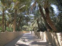 in der Oase von Al Ain