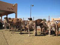 auf der Kamelmarkt