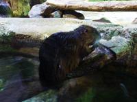 Dubai Mall - Unterwasser Zoo