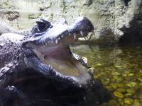 Dubai Mall - Unterwasser Zoo