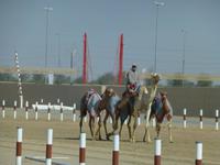 An der Kamelrennstrecke