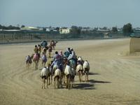 An der Kamelrennstrecke