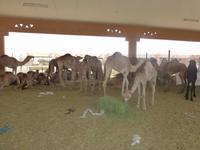 Kamelmarkt in Al Ain