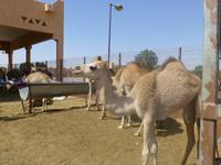 Kamelmarkt in Al Ain