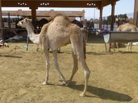 Kamelmarkt in Al Ain