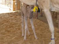 Kamelmarkt in Al Ain