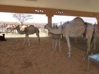 Kamelmarkt in Al Ain