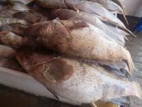 Fischmarkt in Sharjah