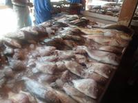 Fischmarkt in Sharjah