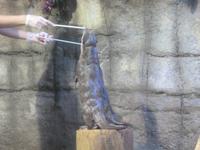 Unterwasserzoo in der Dubai Mall