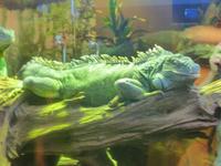 Unterwasserzoo in der Dubai Mall