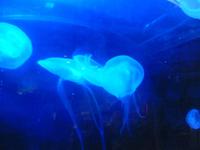 Unterwasserzoo in der Dubai Mall