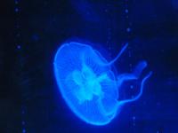 Unterwasserzoo in der Dubai Mall