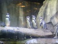 Unterwasserzoo in der Dubai Mall