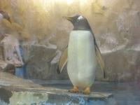 Unterwasserzoo in der Dubai Mall