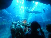 Aquarium in der Dubai Mall