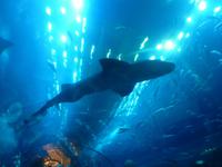 Aquarium in der Dubai Mall