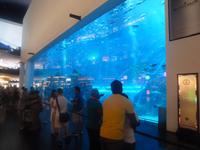 Aquarium in der Dubai Mall