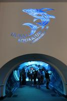 IMG_3332_Aquarium in der Dubai Mall