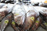 IMG_3420_Auf dem Fischmarkt in Sharjah