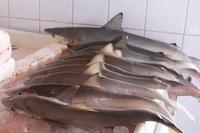 IMG_3421_Auf dem Fischmarkt in Sharjah