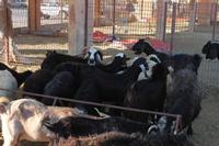 IMG_3646_Al Ain Kamelmarkt