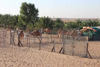 Kamele in der Wüste