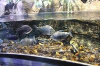 Aquarium in der Dubai-Mall