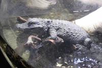 Krokodil in dem Aquariumpark in der Mall