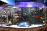 Fischaquarium in der Dubai-Mall