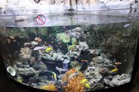 Sealife in der Dubai-Mall