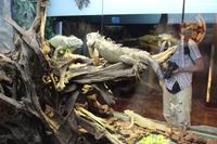 Leguane im Sealife in der Dubai-Mall